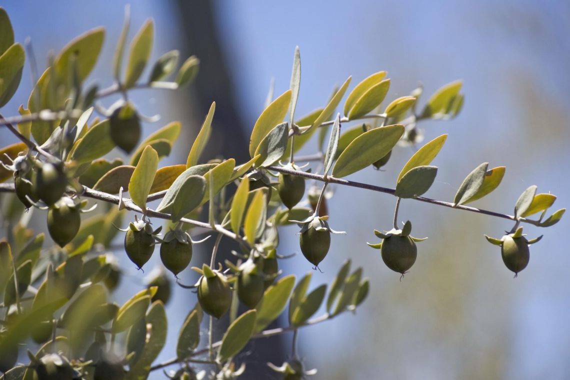 Jojoba wax: the Gold of the Aztecs